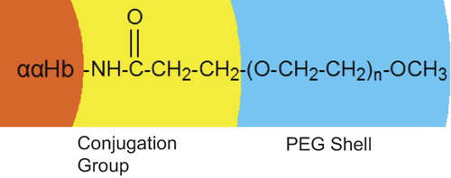 Figure 6. Schematic representation of the PEGylated αα-Hb molecule.