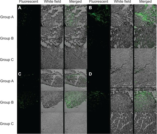 Figure 8 I In vivo expression in mice skeletal muscle of pEGFP loaded in different gene carriers.Notes: Group A, TACS particles; Group B, TACS-HBC composite particles; Group C, saline control. In vivo expression is shown in fluorescent, white field, and merged light conditions at 10 (A), 30 (B), 45 (C), and 60 (D) days. Expression at different time points clearly illustrates superior sustained release of pEGFP by TACS-HBC composite particles.Abbreviations: pEGFP, enhanced green fluorescent protein plasmids; TACS, thiolated N-alkylated chitosan; HBC, hydroxybutyl chitosan; d, days.