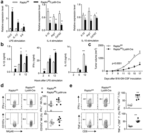 Figure 7. The destruction of mTORC1 induces polarization of M1 macrophages and enhances the anti-tumor immunity of NK cells.