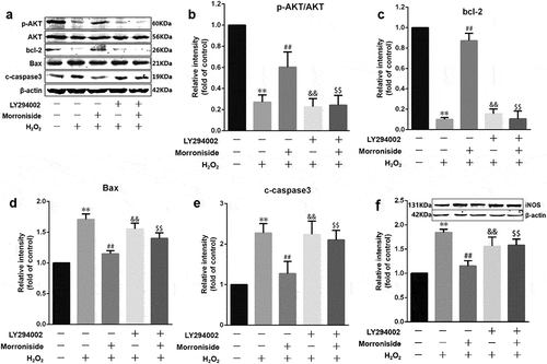 Figure 11. MR modulates the expression of apoptosis-related proteins by increasing Akt phosphorylation. Cells were preincubated with LY294002 for 1 h and then pretreated with MR for 24 h, followed by incubation with H2O2 for 12 h. The cells were analyzed by SDS-PAGE followed by western blot analysis (a and f). Relative levels of p-AKT versus total AKT in each sample as determined by blot densitometry (b). Densitometric analysis of the immunoblot was expressed as a fold of control (b–f). **P<0.01 vs. the control group; ##P<0.01 vs. the only H2O2 treatment group; &&P<0.05 and $$P<0.05 vs. MR+H2O2.