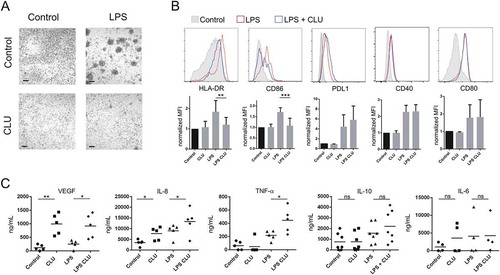 Figure 6. Fucosylated clusterin promotes the differentiation of macrophages into a proangiogenic profile. a-c. Macrophages were differentiated from monocytes cultured with M-CSF for 5 days, in the absence or presence of semen fucosylated clusterin. Then, cells were stimulated, or not, with LPS (10 ng/ml), and the pattern of cell clustering (a), the expression of HLA-DR, CD86, PDL-1, CD40 and CD80 (b), and the production of VEGF, IL-8, TNF-α, IL-10, and IL-6 (c) were evaluated by optical microscopy, flow cytometry or ELISA. Representative pictures (bars = 100µm) and histograms (n = 3–9) are shown in a and b. On b, the control condition mean fluorescent intensities (MFI) of each independent experiment were normalized as 1. The mean of 5–9 independent experiments is shown. The mean of 5–7 independent experiments is shown in c (**p < .01, *p < .05).