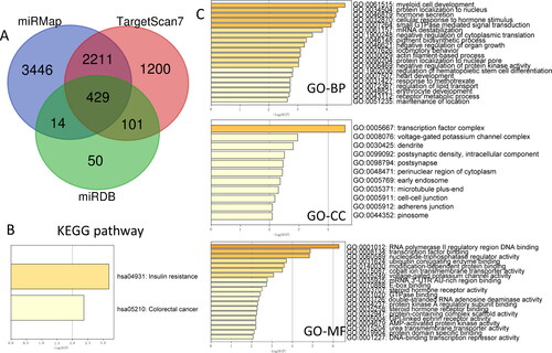 Figure 5. Prediction the bioscience function of miR-4293. (A) Prediction of miR-4293 down-stream target genes from miRMap, TargetScan7 and miRDB database; Functional enrichment analysis revealed the biological pathways and process associated with miR-4293 in KEGG pathway (B) and GO terms (C).