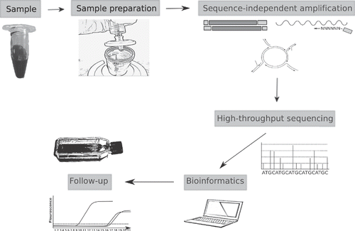 Figure 1. Schematic flow of a viral metagenomic study using sequence-independent amplification and high-throughput sequencing for viral discovery.