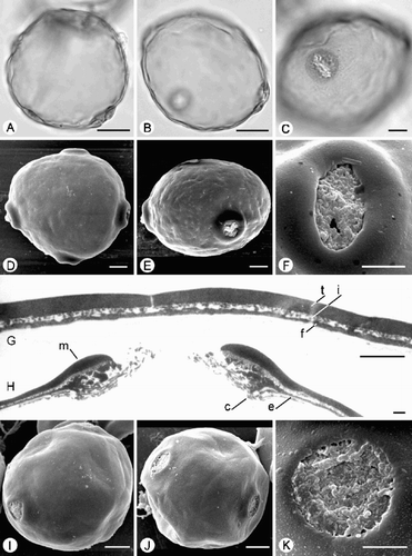 Fig. 1. Trichosanthes pollen. A–H. Subtype 1.1a. A–C & F. T. cucumeroides (Oldman 286): (A) ±Polar view of 4‐porate grain (LM, middle focus); (B) Polar/equatorial view of 4‐porate grain (LM, middle focus); (C) Equatorial view (LM, upper focus); (F) Porate ectoaperture, showing margo, SEM. D, E & G, H. T. cucumeroides (Karasuwuri s.n.): (D) Polar view of 4‐porate grain, SEM; (E) Equatorial view, SEM; (G) TEM of exine, showing tectum (t), granular infratectum (i) and foot layer (f); (H) TEM of aperture, showing margo (m), costa (c) and endexine (e). I–K. Subtype 1.1b. T. pulleana : (I) Polar view, SEM; (J) Equatorial view, SEM; (K) Porate aperture (margo absent), SEM. Scale bars – 20 µm (A, B); 10 µm (C–E, I, J); 5 µm (F, K); 1 µm (G, H).