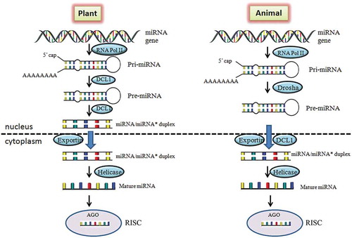 Figure 1. Comparison of miRNA biogenesis and function in plant and animal. In plants, the pri-miRNAs are synthesized from MIR genes through RNA Pol II and processed to pre-miRNA by DCL-1 protein which further leads to miRNA/miRNA* duplex formation. The duplex is transported from nucleus to cytoplasm and forms mature miRNAs. The mature miRNA binds with AGO protein to regulate the corresponding gene. While in animals, pre-miRNAs is transported to cytoplasm from nucleus and processes further same as in plants. DCL1, Dicer like 1 protein; AGO, Argonaute protein; RISC, RNA-induced silencing complex.