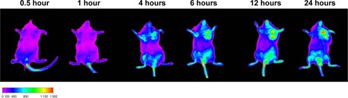 Figure 10 NIRF images of the xenograft Heps tumor-bearing mouse after intravenous injection of DiR-BSA-V-NPs.Abbreviations: BSA, bovine serum albumin; DiR, 1,1′-dioctadecyl-3,3,3′,3′-tetramethylindotricarbocyanine iodide; DOX, doxorubicin; NIRF, near-infrared fluorescence; NPs, nanoparticles; V, vanillin.