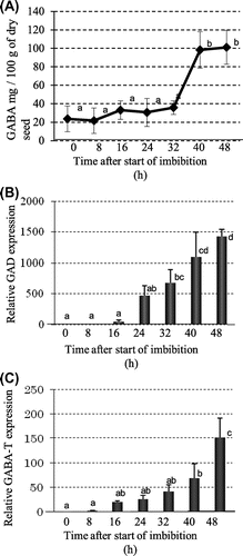 Fig. 4. Time-course changes in γ-aminobutyric acid (GABA) and related genes after imbibition.Notes: (A) Concentration of GABA; (B) Gene expression of the GABA synthesizing enzyme glutamate decarboxylase (GAD); and (C) Gene expression of the GABA degraded enzyme GABA transaminase (GABA-T).