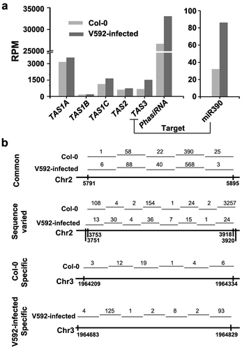 Figure 5. The distribution of ta-siRNAs and phasiRNAs in the Col-0 and V592-infected roots. (a) The accumulation of miR390, ta-siRNAs and phasiRNAs in the Col-0 and V592-infected roots. (b) The distribution of common or sample-specific phasiRNAs was in the Col-0 and V592-infected roots. Numbers of phasiRNAs cloned were indicated above the short lines represented the phasiRNAs in different regions.