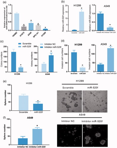 Figure 6. miR-520f acts as a tumor inhibitor in NSCLC. (a) Relative expression of miR-520f was detected in 16HBE, H1975, A549, SPC-A1 and H1299 cells via qRT-PCR (*p < .05 vs. 16HBE cells). (b) Relative expression of miR-520f in miR-520f mimics treated H1299 cells and miR-520f inhibitor treated A549 cells (*p < .05 vs. scramble or inhibitor NC group). (c) Effects of miR-520f overexpression and knockdown were evaluated by colony formation assay in H1299 and A549 cells, respectively (*p < .05 vs. scramble or inhibitor NC group). (d) Transwell assay was carried out in miR-520f mimics treated H1299 cells and miR-520f inhibitor treated A549 cells to assess the effects of miR-520f on cell invasion (*p < .05 vs. scramble or inhibitor NC group). (e and f) Tumor sphere formation assay was performed to assess the effects of miR-520f overexpression and knockdown on cell self-renewal capability in H1299 and A549 cells, respectively.