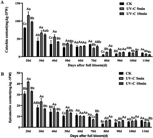 Figure 5. Content of catechin (A) and epicatechin (B) during grape berry development after UV-C irradiation. Sampling was performed 5 days after irradiation. Upper case letters in each panel indicate significant differences at t-test p < .01 and lowercase letters indicate significant differences at p < .05