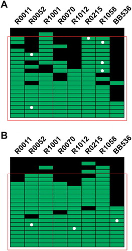 Figure 4. Compliance analysis by strain-specific qPCR assays. (A) Compliance analysis of participants in the five Billion CFU intervention, (B) and in the 25 Billion CFU intervention. Each line represents one participant, and each column represents a strain. Positive detection at visit 2 (End-of-Treatment) are depicted in green, while the absence of detection is represented by a black square. The white dots denote a participant for which the strain was detected at visit 1 (Baseline). The red square comprises participants with detection of at least three strains out the 8 strains in the supplements.