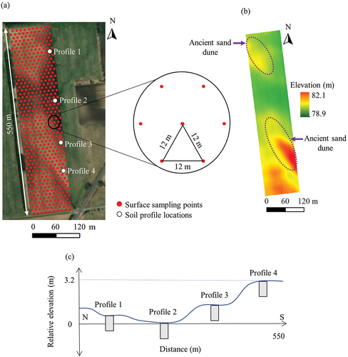 Figure 1. (a) Map of surface sampling locations and soil profile survey sites, (b) elevation map, and (c) schematic diagram of soil profile survey sites in relation to microtopography. Source of the base map: Esri, Maxar, GeoEye, Earthstar Geographics, CNES/Airbus DS, USDA, USGS, AeroGRID, IGN, and the GIS user community (Esri Inc. Citation2018).