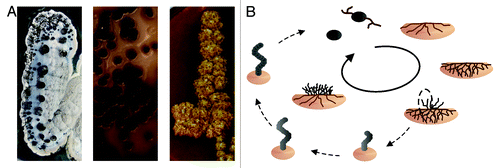 Figure 1. Complex life cycle of streptomycetes. (A) Morphological diversity of different Streptomyces strains. (B) The life cycle of S. coelicolor. Monogenomic spores of S. coelicolor germinate and grow into the soil. When nutrition becomes limited the vegetative mycelia digest themselves to serve as substrate for aerial mycelia growing out of the soil. Those aerial hyphae differentiate into spores again through insertion of septa.