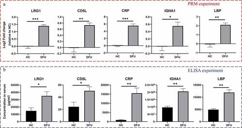 Figure 6. Validation of the DEPs. The levels of LRG1, CD5L, CRP, IGHA1, and LBP in DFU patient and HC serum were detected by PRM (a) and ELISA (b). Data are shown as the mean ± SEM, n = 3. *P < 0.05, ** P < 0.01, *** P < 0.001 vs. HC.