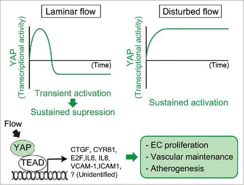 Figure 2. Flow-regulated YAP-dependent transcriptional activity, and its targets, and physiologic/pathological functions. While acute laminar shear stress induces nuclear translocation of YAP and enhances TEAD-dependent transcription, longer laminar shear stress reverses them. In contrast, disturbed flow induces nuclear translocation of YAP in a sustained manner. In response to disturbed flow, YAP enhances a variety of genes involved in cell cycle and inflammatory responses. Then, YAP regulates EC proliferation, vascular maintenance, and atherogenesis.
