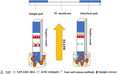 Figure 4. Illustration of typical strip test.