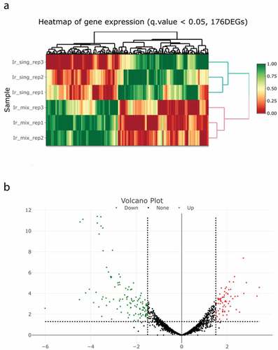 Figure 3. Genes differentially expressed between cocultured and monocultured Fusobacterium nucleatum. (a) Hierarchical clustering of differentially expressed genes at a false discovery rate (FDR) of <0.05 between cocultured and monocultured F. nucleatum. Ir_sing: monocultured, Ir_mix: cocultured, red to green color scale indicates the relative level of gene expression. (b) Volcano plots show differentially expressed genes (p < 0.05, FDR <0.05). Horizontal dotted lines show the p-value cut-off of 0.05, and vertical dotted lines show the expression level log2 (fold change) cut-off of 1.5. Red and green dots indicate upregulated and downregulated, respectively.