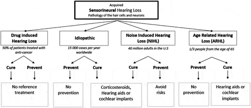 Figure 1. Flow diagram illustrating the various classes of SensoriNeural Hearing Loss (SNHL) and the current Standard of Care (SoC) for each mode. For cisplatin chemotherapy, for instance, approximately 50% of patients suffer permanent hearing loss [Citation4], while over 10% of the US population suffers from NIHL [Citation7], and the NIDCD notes that 1/3 of adults 65 to 74 years of age suffers from significant hearing loss.