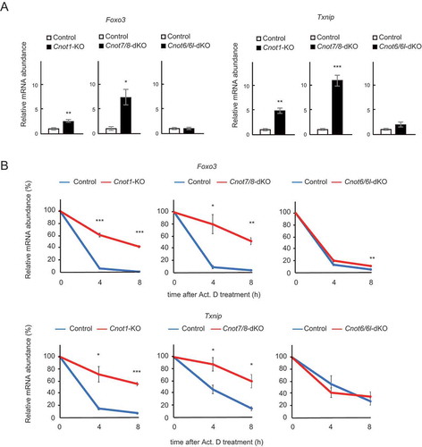 Figure 6. Foxo3 and Txnip mRNAs are upregulated and stabilized in Cnot1-KO and Cnot7/8-dKO MEFs. (A) qPCR analysis of the indicated mRNAs in Cnot1-KO, Cnot7/8-dKO and Cnot6/6l-dKO MEFs together with their controls, as in Fig. 5. Relative mRNA levels were determined by qPCR and normalized to the Gapdh mRNA level (n = 3). (B) Decay curves of mRNAs. Total RNAs were prepared from the indicated MEFs treated with Act. D (0, 4 or 8 h). Relative mRNA levels were determined as in (A). mRNA levels without Act. D treatment (0 h) were set to 100% (n = 3). All values represent means ± S.E.M. *P< 0.05, **P< 0.01, ***P< 0.001.