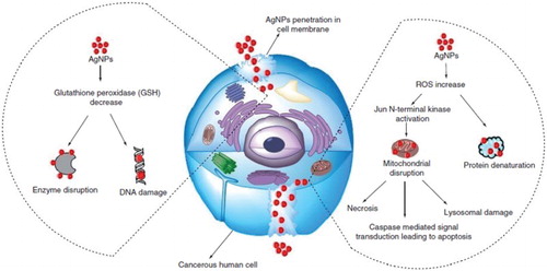 Figure 4. Recent advances in proposed mechanisms for anticancer activity shown by colloidal biogenic silver nanoparticles (AgNPs) (Adapted with permission from Ovais et al. (Citation21)).