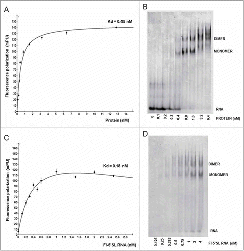 Figure 2. Binding of LR-LARP6 measured by FP. (A) Titration by protein. 1 nM fl-5’SL RNA was mixed with increasing concentrations of LR-LARP6 and FP was measured. The FP of fl-5’SL RNA alone was subtracted from the FP of fl-5’SL RNA/LR-LARP6 and plotted as function of LR-LARP6 concentration. Error bars represent +- 1 SEM from 3 measurements. The apparent Kd was estimated as 50% saturation. (B) The reactions from A were loaded on gel mobility shift gel and visualized by phosphoimaging of fl-5’SL RNA. (C) Titration by RNA. 4 nM of LR-LARP6 was mixed with increasing concentrations of fl-5’SL RNA and FP was read as in B. FP of fl-5’SL RNA alone for each concentration was subtracted from the FP of fl-5’SL RNA/LR-LARP6 complex and plotted as function of RNA concentration. (D) Reactions from C were resolved on gel mobility shift gel.