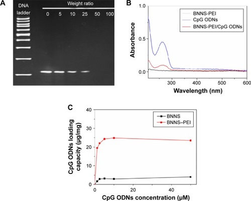 Figure 6 Loading of CpG ODNs on BNNS–PEI complexes.Notes: (A) Gel electrophoresis image of the supernatant after interaction of CpG ODNs with BNNS–PEI at increasing weight ratios. (B) UV-vis spectra of CpG ODNs, BNNS–PEI, and BNNS–PEI/CpG ODNs complexes. (C) Loading capacity of CpG ODNs on BNNS and BNNS-PEI complexes with increasing CpG ODNs concentrations, denoted as μg CpG ODNs loaded on 1 mg BNNS. Data are presented as mean ± standard deviation (n=3).Abbreviations: BNNS, boron nitride nanospheres; ODN, oligodeoxynucleotide; PEI, polyethyleneimine.