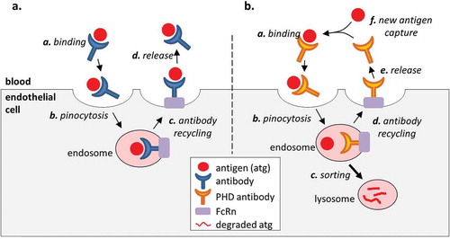 Figure 1. Effect of antibody binding on the antigen PK. (a). A conventional high affinity antibody increases the serum stability of the antigen because the antigen remains bound to the antibody in the endosome and is recycled to the serum along with the antibody. (b). An engineered PHD antibody releases the bound antigen in the acidic environment of the endosome to allow endolysosomal degradation of the molecule while the antibody is returned to the serum. This creates a net flow of the antigen from the serum to the lysosome and increases the rate of antigen elimination compared to a high affinity antibody with pH independent binding.