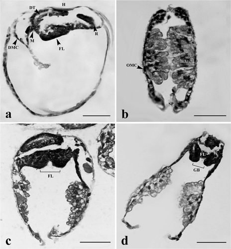 Figure 3. Glochidia of H. bialatus at day 4 showing sagittal section (a), and cross-sections (b, c, and d). DMC, degenerating muscle cells; DT, digestive tract; FL, foot lobe; GB, gill bud; H, hinge; IMC, inner mantle cells; M, mouth; OMC, outer mantle cells; R, rectum; and Sp, spines. Bars = 25 µm.