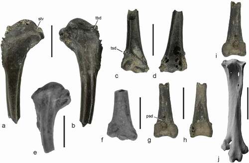 Figure 3. (a)‒(d), (g)‒(j) Bones from the early Eocene of the Nanjemoy Formation, which are assigned to the Halcyornithidae in comparison to (e), (f) halcyornithid specimens from the London Clay. (a), (b) Proximal end of right humerus (USNM PAL 771600) in cranial (a) and caudal (b) view. (c), (d) Distal end of right humerus (USNM PAL 771599) in cranial (c) and caudal (d) view. (e) Proximal end of left humerus of a halcyornithid from the early Eocene London Clay of the Isle of Sheppey (NHMUK A 3553). (f) Distal end of right humerus of a halcyornithid from the Isle of Sheppey (NHMUK A 6155). (g)‒(i) Distal end of left tibiotarsus from the Nanjemoy Formation (USNM PAL 771605) in cranial (g, i) and caudal (h) view; in (i) the specimen was mirrored to show the matching articulation with (j) a right tarsometatarsus of a halcyornithid species reported by Mayr (Citation2016), which is depicted in dorsal view (SMF Av 628). Abbreviations: psd, pons supratendineus; stv, sulcus transversus; tbd, tuberculum dorsale; tsd, tuberculum supracondylare dorsale. The scale bars equal 5 mm. [Colour online].