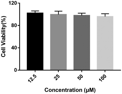Figure 6. Cytotoxicity of compound 4c on human neuroblastoma cells SH-SY5Y. SH-SY5Y cells were incubated with different concentrations of compound 4c (12.5–100 µM) for 24 h. The results are shown as the percentage of viable cells after treatment with compound 4c vs untreated control cells. Date are expressed as mean ± SD from three independent experiments.