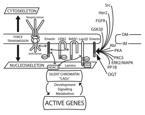 Figure 2. Schematic depiction of the regulation, partners and selected functions of emerin at the nuclear envelope. Depiction of emerin and other LEM-domain proteins (Lem2, Man1 and Lap2β) at the inner membrane (IM) of the nuclear envelope. Double-headed arrows connect direct binding partners, including emerin (dark gray), SUN-domain proteins, BAF, HDAC3 and Man1. Direct binding to lamins is not indicated. Emerin has roles in signaling, mechano-transduction, nuclear architecture, chromatin tethering and gene regulation. Also depicted are enzymes and pathways that directly target or regulate emerin. “L” indicates the LEM-domain. “L-prime” [L’] in Lap2β indicates the DNA-binding “LEM-like” domain. OGT, O-GlcNAc transferase. OM, outer membrane.