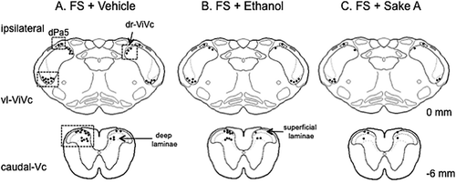 Figure 2. An example of the expression pattern of Fos-positive cells in vehicle (A). 15% ethanol (B). and Sake A (C). Treated FS rats drawn onto a series of camera lucida outlines. One dot = 5 Fos-positive cells. The boxed areas indicate the region with a high density of Fos expression being analyzed. Numbers to the right of the outline refer to the distance from the obex in mm.