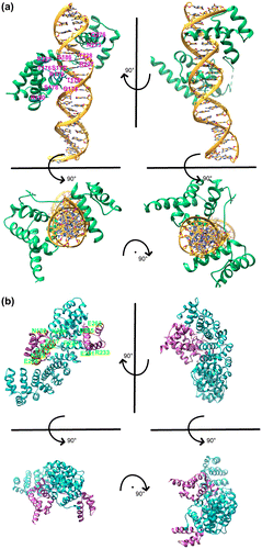 Figure 3. DNA-Oct4 vs. importin α-Oct4.