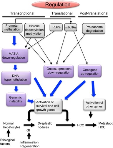 Figure 3 Transcriptional, translational, and posttranslational mechanisms leading to deregulation of MAT1A, tumor suppressor genes, and oncogenes during hepatocarcinogenesis.