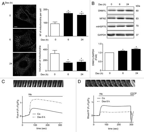 Figure 3. Mitochondria morphology shown by confocal microscopy in L6 myoblast incubated with Dex for 0, 6, and 24h and quantification of mitochondrial volume and number per cell (A). Western blot analysis of DNM1L, MFN2, mtHSP70, and GAPDH in Dex treated L6 myotubes for 0, 6, and 24 h (B). Histamine induced Ca2+ release in control and Dex-treated L6 myotubes (C). Histamine induced Ca2+ uptake by mitochondria in control and Dex incubated L6 myotubes (D). Data: mean ± SEM of at least 3 independent experiments. Statistically significant differences were calculated using ANOVA in combination with a Tukey test for group comparison. *P < 0.05 vs. control.