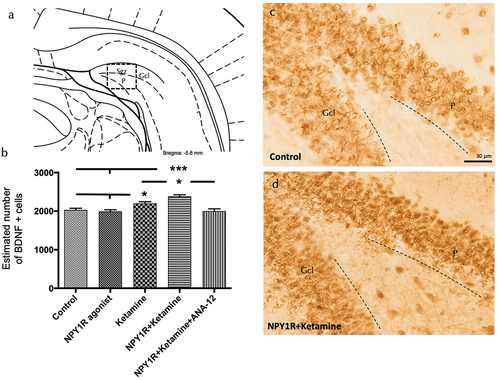 Figure 5. Enhancing BDNF expression in the ventral dentate gyrus through Co-administration of NPY1R agonist and ketamine.