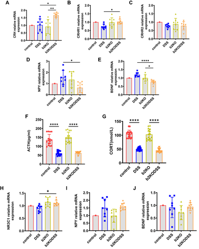 Figure 2 Changes in HPA axis, and NPY and BDNF levels in experimental colitis. (A–E) The mRNA expression level of CRH, CRHR1, CRHR2, NPY and BDNF in hypothalamus. (F and G) Elisa analysis of ACTH, CORT in serum. (H–J) The mRNA expression level of glucocorticoid receptor (encoded by the NR3C1 gene), NPY and BDNF in amygdala tissues. All data were expressed as mean ± SD (n = 8 mice/group). Statistical significance was indicated as follows: *p < 0.05, **p < 0.01, and ****p < 0.0001.