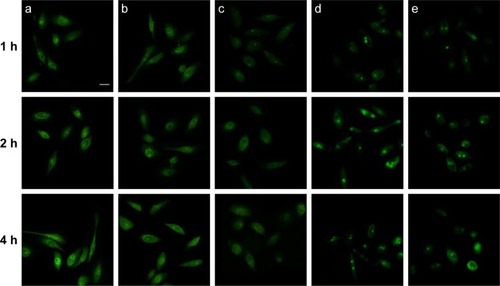 Figure 5 Fluorescence microscopy images of HCEpiC incubated with CG-GS-FITC-LDH (1:1) nanocomposites (a), CG-GS-FITC-LDH (1:0.5) nanocomposites (b), physical mixture of CG-GS and FITC solution (0.00038% [w/v]) (c), FITC-LDH nanoparticles (d) and FITC solution (e) at different times. Scale bar =25 μm.Abbreviations: CG-GS, chitosan-glutathione-glycylsarcosine; FITC, fluorescein isothiocyanate Isomer I; HCEpiC, human corneal epithelial primary cells; LDH, layered double hydroxides.