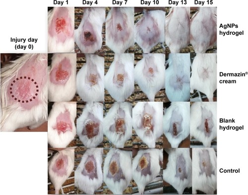 Figure 7 Successive images of representative mice skin abrasion wounds infected with MRSA at different time intervals. Two groups were treated with 0.1% AgNPs hydrogel and 1% silver sulfadiazine cream. The two other groups were the blank hydrogel-treated group and control untreated mice.Abbreviations: MRSA, methicillin-resistant Staphylococcus aureus; AgNPs, silver nanoparticles.