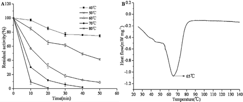 Figure 4. Effects of heat treatments on residual activity (A) and DSC curve (B) of purified PPO from Penaeus vannamei.