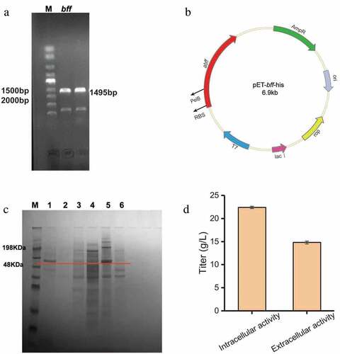 Figure 2. Heterologous expression of β-fructofuranosidase in Escherichia coli. (a) PCR analysis of bff gene amplified from chromosomal DNA. (b) Construction of expression plasmid pEt-bff-his. (c) SDS-PAGE analysis of β-fructofuranosidase. M: protein Marker; 1: recombinant supernatant; 2: blank supernatant; 3: recombinant disrupted supernatant; 4: blank disrupted supernatant; 5: recombinant disrupted lysate; 6: blank disrupted broken lysate. (d) Preliminary enzyme activity assay