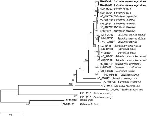 Figure 1. Maximum-likelihood (ML) tree constructed from comparison of complete mitogenome sequences of Salvelinus alpinus erythrinus and other GenBank representatives of the family Salmonidae. The tree is based on the GTR plus gamma plus invariant sites (GTR + G+I) model of nucleotide substitution. GenBank accession numbers for all sequences are listed in the figure. Numbers at the nodes indicate bootstrap probabilities from 1000 replications. The mitogenome sequences of Salvelinus alpinus erythrinus in this study are marked in bold. Phylogenetic analysis was conducted in MEGA X (Kumar et al. Citation2018).