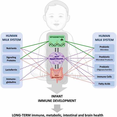 Figure 1. Associations between human milk components and physiological processes that influence infant immune development: epigenetics, microbiome, and gut integrity.