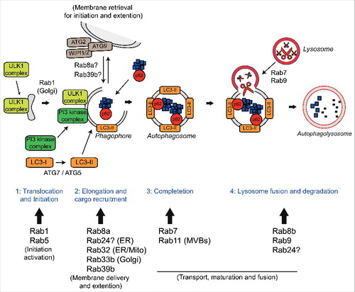 Figure 1. Autophagy and the Rab GTPases. The four stages of autophagy are indicated with the different Rabs involved at each stage. 1) Translocation of the ULK1 initiation complex to the phagophore is the first step in autophagy initiation. Rab1a mediates trafficking of the ULK1 complex to the phagophore and is involved in delivery of ATG9 positive membranes to the site of phagophore formation. Rab5 is involved in translocation of the Class III PI3 kinase complex and delivery of LC3-II. 2) Elongation of the phagophore membrane requires the Class III PI3 kinase complex. Rab8a, Rab24, Rab32, Rab33b and Rab39b are all involved in autophagosome formation and may aid in elongation by the delivery of additional membrane via ATG9/ATG2/WIPI1/2. Autophagy substrates are recruited to the growing phagophore by autophagy receptors such as p62/sequestosome-1 and optineurin. Autophagy receptors bind ubiquitin on the substrates and LC3-II on the nascent phagophore resulting in substrate delivery. 3) After completion and closure, autophagosomes are transported to allow fusion with the lysosome. Rab7 is involved in autophagosome transport while Rab11 delivers multi-vesicular bodies (MVBs) to the autophagosome, which appears to be required for maturation. 4) Autophagosome fusion with the lysosome allows degradation of the autophagic substrates. Rab7, Rab8b and Rab9 are involved in the fusion of autophagosomes and lysosomes, a process that may also require Rab24. Finally, autophagic substrates are degraded by the acid hydolases of the lysosome and recycled back to the cytoplasm.