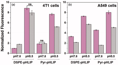 Figure 2. Normalized uptake of DSPE-pHLIP (5 mol%) and Pyr-pHLIP (5 mol%) coated Span20 (43 mol%) and cholesterol (50 mol%) niosomes containing 2 mol% of fluorescent R18 by 4T1 mammary (a) and A549 lung (b) cancer cells at pH 7.8 and pH 5.5 before (magenta columns) and after (gray columns) treatment with Trypan blue. The fluorescent signals were normalized by the rhodamine fluorescence intensity of 4T1 cells at pH 7.8 treated with DSPE-pHLIP before addition of Trypan blue. Statistically significant differences were determined by two-tailed unpaired Student’s t-test, only statistically non-significant differences are indicated (ns means p level >0.05), all other differences in cellular uptake calculated at different pH’s, as well as before and after Trypan Blue addition are statistically significant (plevel is less than 0.0001 in each case). The distribution of fluorescent signal in cells is presented in Figure S4.
