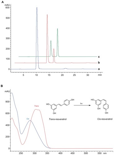 Figure 11 (A) HPLC chromatograms of RSV (trans-resveratrol) before (a) and after exposure to UV for 30 minutes (b) and 120 minutes (c). (B) UV-Vis spectra of trans- and cis-resveratrol conversion induced by UV exposure.Abbreviations: HPLC, high-performance liquid chromatography; UV-Vis, UV visible.