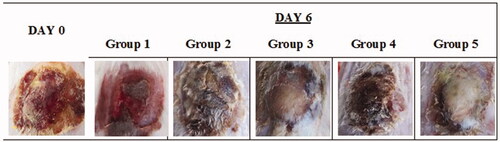 Figure 6. Images of original burn wound (day 0) and after treatment on day 6. Group 1: no treatment, group 2: cinnamon oil, group 3: NLC-cinnamon oil colloid, group 4: NLC blank gel, and group 5: NLC-cinnamon oil gel.