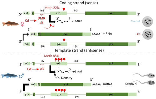 Figure 5. A complex dialog between the environment, the genome and DNA methylation led to variations in the transcription level of the ex3-NAT of zbtb38.
