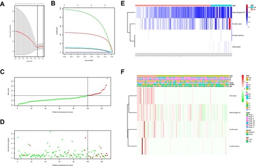 Figure 3 (A, B) LASSO Cox regression model to 4 prognostic factors used to construct immune risk score model (eliminated 1 factor: Macrophages M1). (C) Distribution of immune risk scores in colon cancer patients. (D) Distribution of survival status in colon cancer patients. (E) Distribution of specific risk factors (Macrophages M1, B cells naive, B cells memory and monocytes) in the high- and low-risk groups (divided by median value). (F) The correlation between immune risk score and clinical indicators.