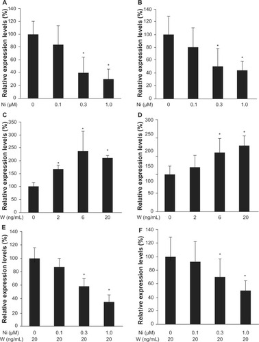 Figure 3 Real-time quantitative polymerase chain reaction. The expression level of cyclin D1 was analyzed by real-time quantitative polymerase chain reaction with Huh-6 cells (A, C, and E) and Hep3B cells (B, D, and F). Wnt3a upregulated cyclin D1 expression (C and D). Niclosamide downregulated cyclin D1 expression with (E and F) or without (A and B) Wnt3a (2 ng/ml).